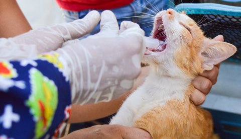 Contruirán Hospital público solo para perros y gatos en Manizales Contruirán Hospital público solo para perros y gatos en Manizales
