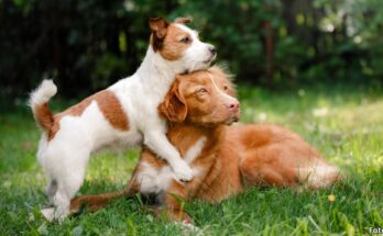 Estos son los nombres para perros más populares de 2024 ¿Su mascota tiene alguno? Estos son los nombres para perros más populares de 2024 ¿Su mascota tiene alguno?