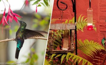 El lugar de colibríes a una hora de Bogotá para conocer hasta 14 especies El lugar de colibríes a una hora de Bogotá para conocer hasta 14 especies