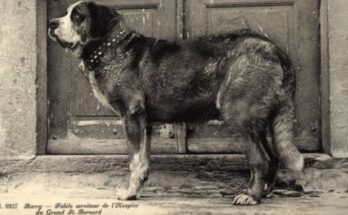 Los 7 perros que han hecho historia a nivel mundial Los 7 perros que han hecho historia a nivel mundial
