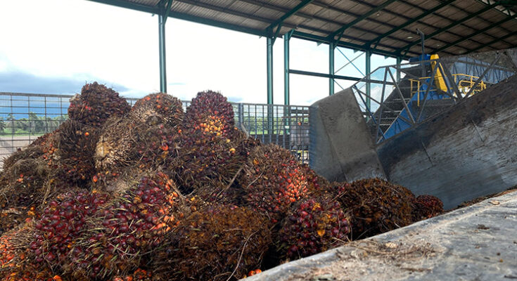 Productores de carbón, palma, café y del agro en general sufren la guerra del Eln en el Catatumbo Productores de carbón, palma, café y del agro en general sufren la guerra del Eln en el Catatumbo