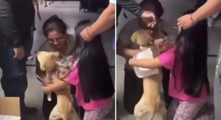 Niña dibujó a su perrito Bruno tras perderlo por el terremoto en Cali y logró encontrarlo Niña dibujó a su perrito Bruno tras perderlo por el terremoto en Cali y logró encontrarlo