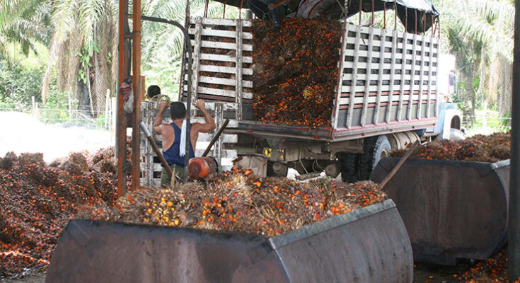 Minagricultura promete plan de sustitución de cultivos a través de la palma para el Catatumbo Minagricultura promete plan de sustitución de cultivos a través de la palma para el Catatumbo